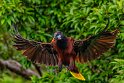 060 Arenal, montezuma oropendola